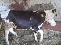 Krowa, Russian Black pied cattle — zdjęcie 1