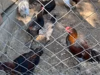 Marans — Foto 3