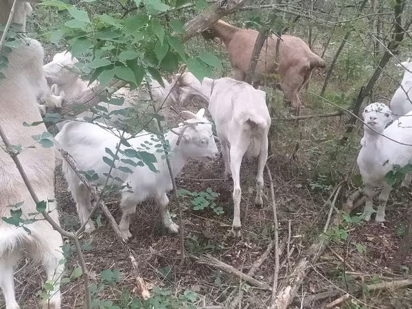 Koza, Nubian Goat