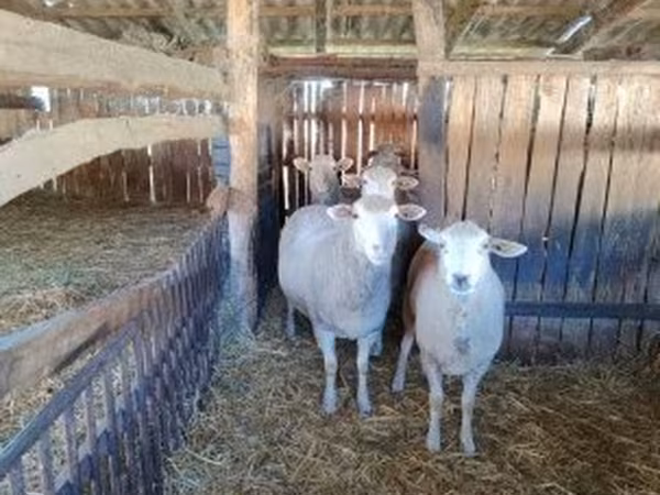 Schaf, Ile-de-France sheep