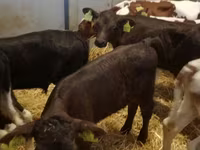 牛只（批次，未指定性别）, Cattle — 照片 2