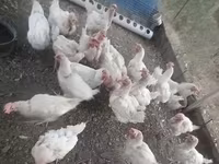 Leghorn — fotografija 4