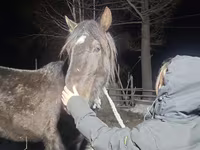 Pastuv, New Altai Horse — fotografija 2