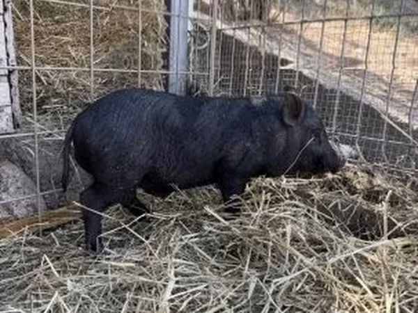 Boar, Pigs