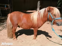 Caballo, Shetland Pony — foto 4