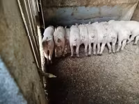 猪（批次，未指定性别）, Pigs — 照片 2