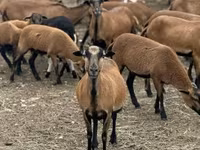 Schafe (Partie, Geschlecht nicht angegeben), Cameroon sheep — Foto 6