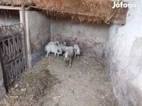 सूअर (लॉट, लिंग निर्दिष्ट नहीं), Мангалица — फ़ोटो 1