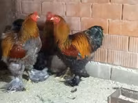 Brahma — Foto 2