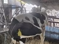 Bulle, Holstein-Rasse — Foto 4
