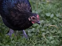 Australorp — Foto 7