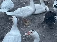 Ducks — Foto 1