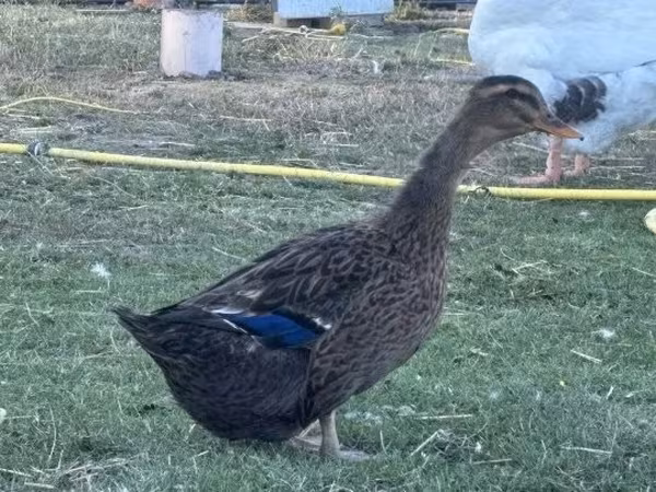 Ducks