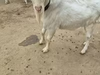 Jarac, Saanen goat — fotografija 3