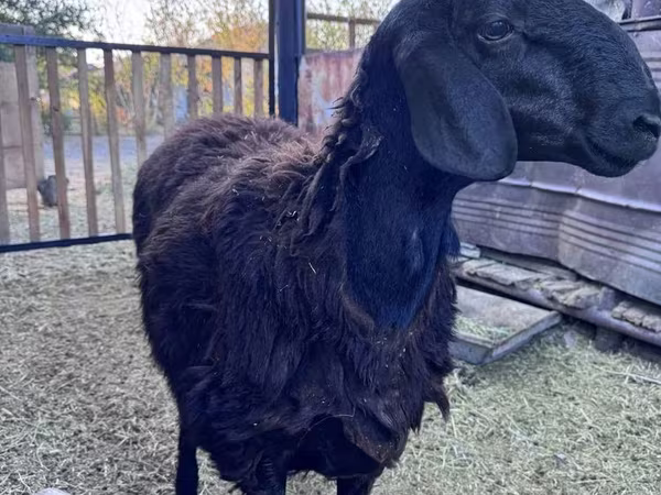 Баран, Hissar sheep