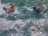 Chickens — fotografija 1