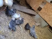 Chickens — 写真 4