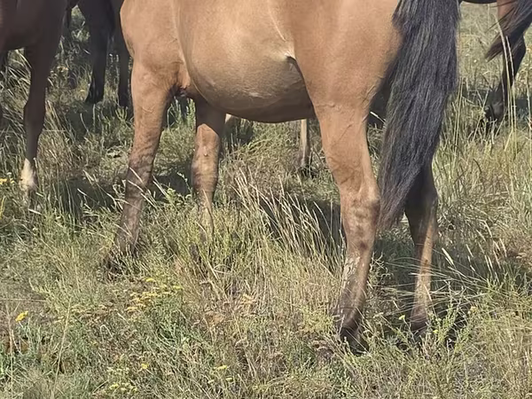 Mare, Mugalzhar horse