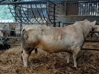 Bik, Charolais cattle — fotografija 2