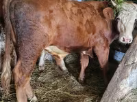 雄牛, Simmental cattle — 写真 1