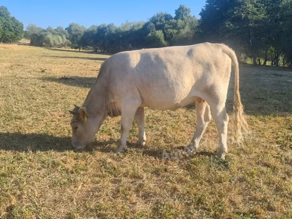 بقرة, Simmental cattle
