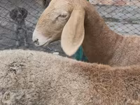 Brebis, Arashan sheep — photo 5