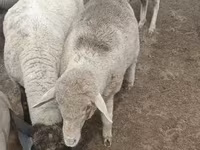公羊, Merino sheep — 照片 3