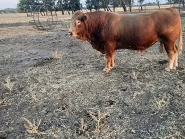 Bulle, Limousin-Kuh