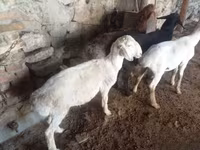 Baran, Rhon sheep — zdjęcie 2