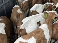 Bulle, Simmental cattle — Foto 2
