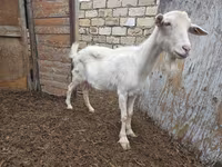 Koza, Saanen goat — fotografija 3