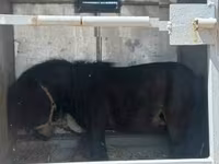 Cavalo, Cavalos — foto 2