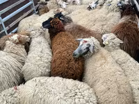 Sheep, Sheep — photo 2
