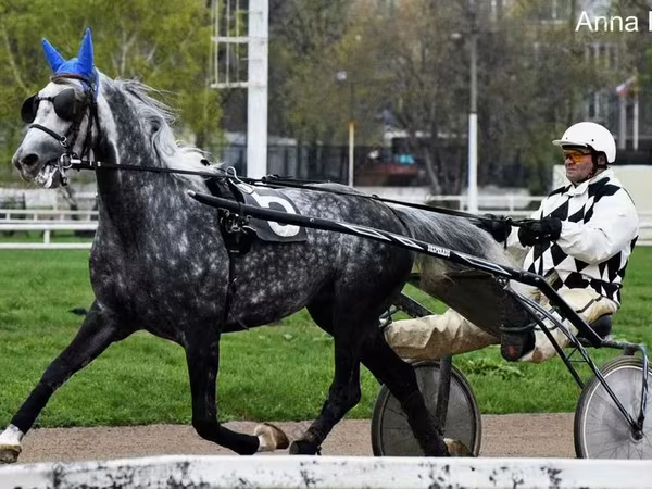 Koń, Orlov Trotter