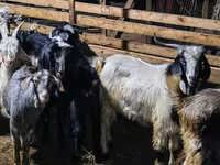 Billy Goat, Goats — photo 4
