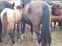 Cheval, Chevaux — photo 3