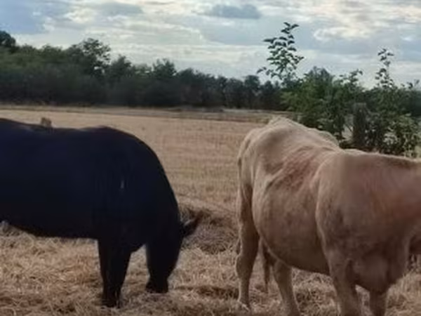 Vaca, Aberdeen-Angus