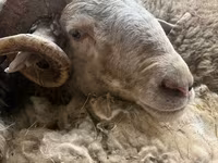 Ram, Sheep — photo 2