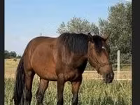 Кобила, Nonius horse — фото 5