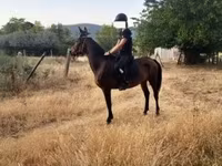Égua, Cavalos — foto 1
