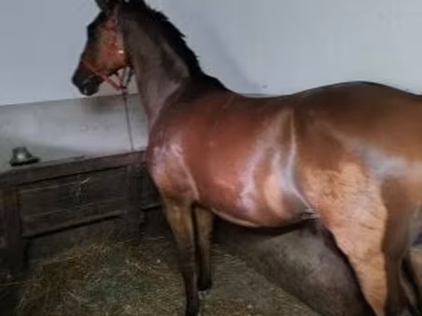 雄馬, Hungarian horse breed