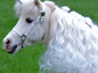 Kobila, Miniature horse — fotografija 2