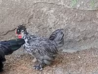 Chickens — zdjęcie 2