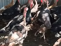 Turkeys — fotografija 3