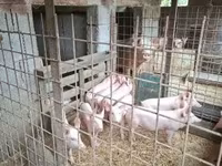 Cerdos (lote, sexo no especificado), Cerdos — foto 5