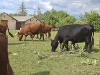Cow, Dexter — photo 6