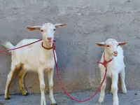 Koza, Saanen goat — fotografija 2