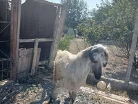 تيس, Damask goat — الصورة 2