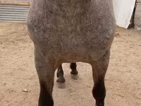 Cavalo, Appaloosa — foto 3