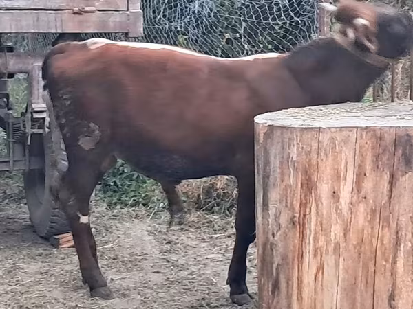 Bull, Cattle